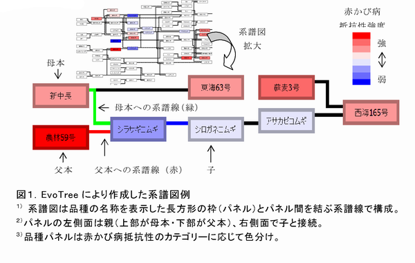 図1 EvoTree により作成した系譜図例