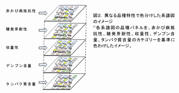 図2 異なる品種特性で色分けした系譜図のイメージ
