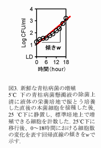 図3 新鮮な青枯病菌の増殖