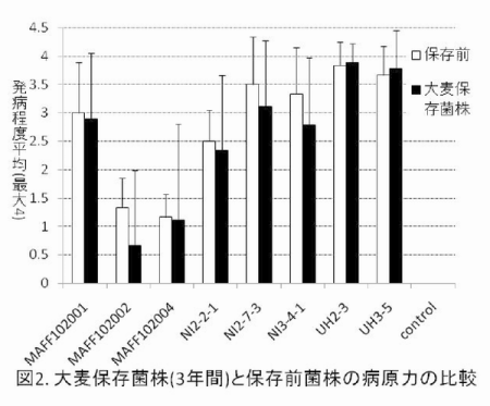 図2 大麦保存菌株と保存前菌株の病原力の比較