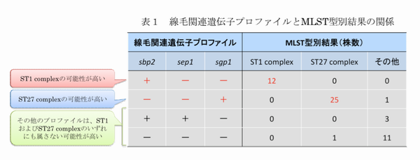 表1 線毛関連遺伝子プロファイルとMLST型別結果の関係