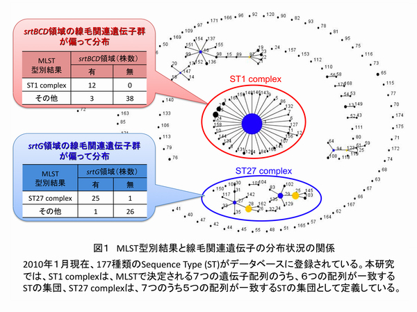 図1 MLST型別結果と線毛関連遺伝子の分布状況の関係