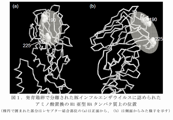 図1 発育鶏卵で分離された豚インフルエンザウイルスに認められたアミノ酸置換のH1亜型HAタンパク質上の位置