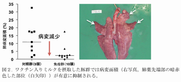 図2 ワクチン入りミルクを摂取した豚群では病変面積(右写真。肺葉先端部の暗赤色した部位(白矢印))が有意に抑制される。