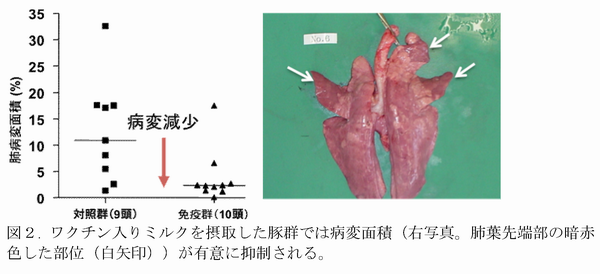 豚丹毒