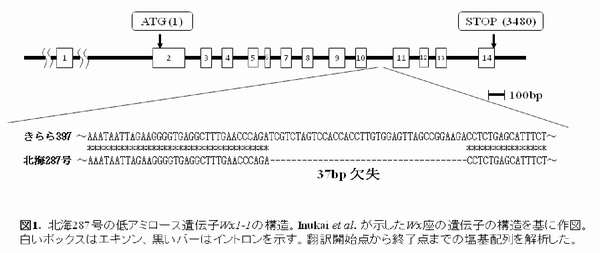 図1 北海287号の低アミロース遺伝子<i>Wx1-1</i>の構造