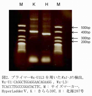 図2 プライマーWx-L3を用いたWx-U1の検出