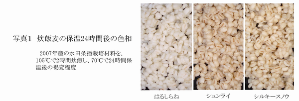 写真1 炊飯麦の保温 24 時間後の色相