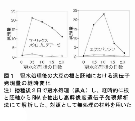 図1 冠水処理後の大豆の根と胚軸における遺伝子発現量の継時変化