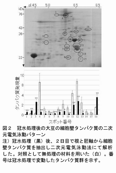 図2 冠水処理後の大豆の細胞壁タンパク質の二次元電気泳動パターン