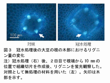 図3 冠水処理後の大豆の根の木部におけるリグニン量の変化