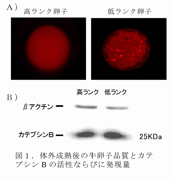 図1 体外成熟後の牛卵子品質とカテプシン B の活性ならびに発現量