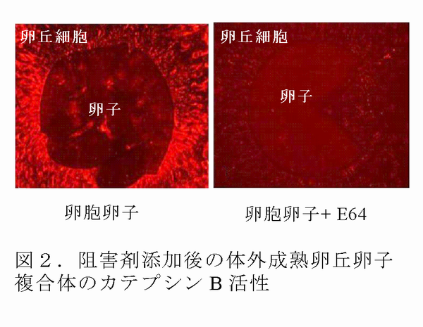 図2 阻害剤添加後の体外成熟卵丘卵子複合体のカテプシン B 活性
