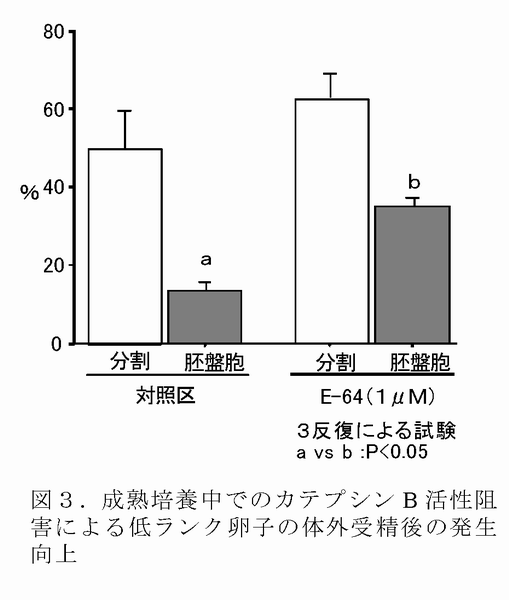 図3 成熟培養中でのカテプシン B 活性阻害による低ランク卵子の体外受精後の発生向上