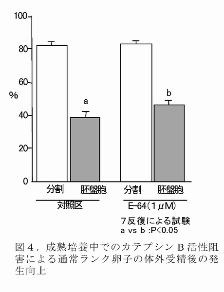 図4 成熟培養中でのカテプシン B 活性阻害による通常ランク卵子の体外受精後の発生向上