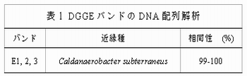 表1 バンドの配列解析 DGGEDNA