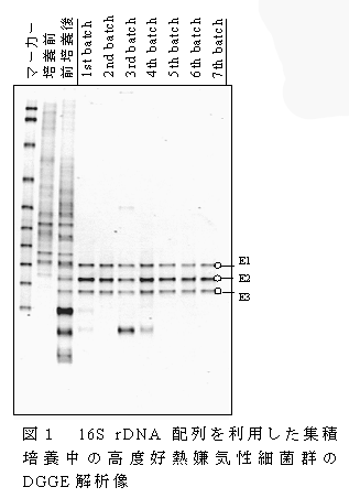 図1 配列を利用した集積培 16SrDNA DGGE 養中の高度好熱嫌気性細菌群の解析像