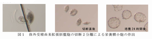 図1 体外受精由来拡張胚盤胞の切断2分離による栄養膜小胞の作出