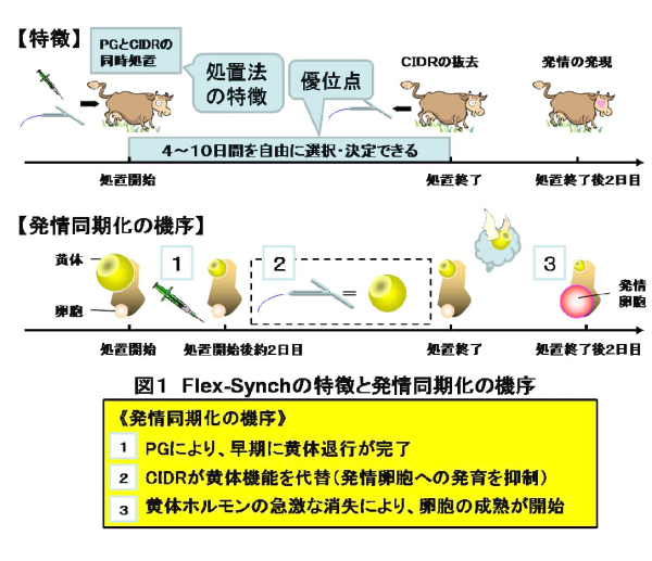 図1 Flex-Synchの特徴と発情同期化の機序