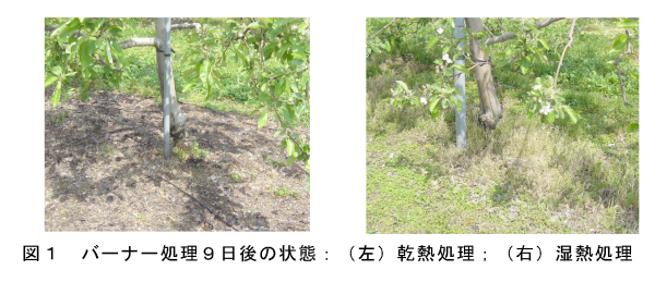 図1 バーナー処理9日後の状態:(左)乾熱処理;(右)湿熱処理