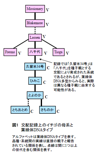 図1 交配記録上のイチゴの母系と葉緑体DNAタイプ