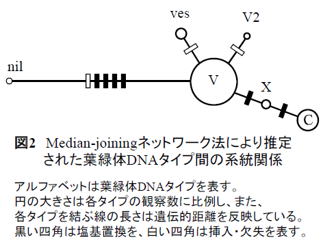 図2 Median-joiningネットワーク法により推定された葉緑体DNAタイプ間の系統関係