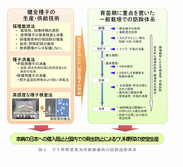 図1 ウリ科野菜果実汚斑細菌病の防除技術体系