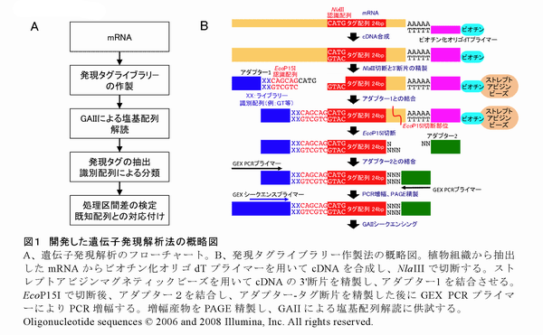 図1 開発した遺伝子発現解析法の概略図