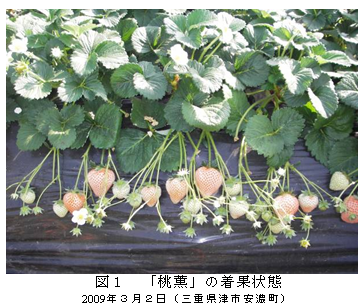 図1 「桃薫」の着果状態