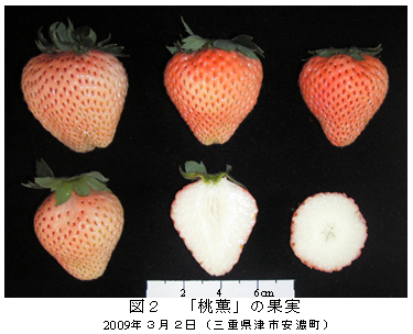 図2 「桃薫」の果実