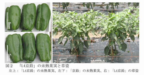 図2 「 L4 京鈴」の未熟果実と草姿