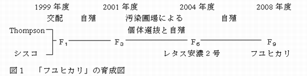 図1 「フユヒカリ」の育成図