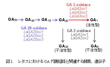 図1 レタスにおけるGA代謝経路と関連する酵素、遺伝子