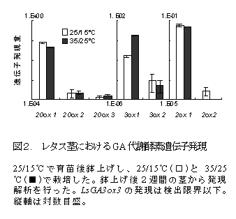 図2 レタス茎におけるGA代謝酵素遺伝子発現