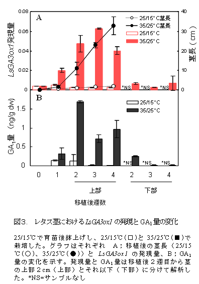 図3 レタス茎におけるLsGA3ox1の発現とGA1量の変化