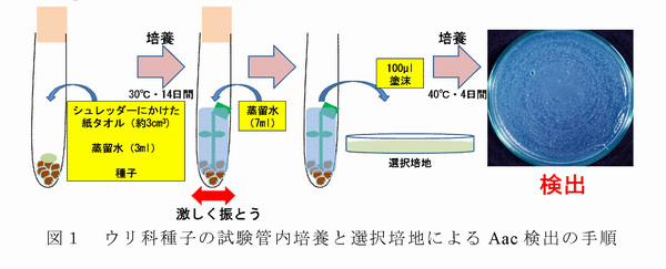 図1 ウリ科種子の試験管内培養と選択培地によるAac検出の手順