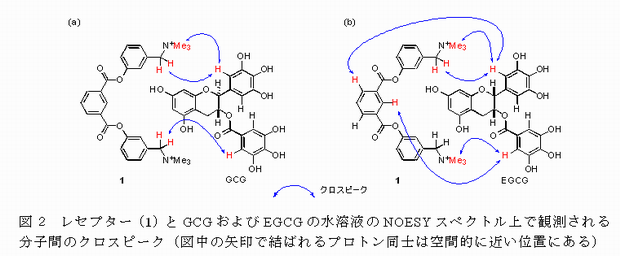 図2 レセプター(1)とGCGおよびEGCGの水溶液のNOESYスペクトル上で観測される分子間のクロスピーク(図中の矢印で結ばれるプロトン同士は空間的に近い位置にある)