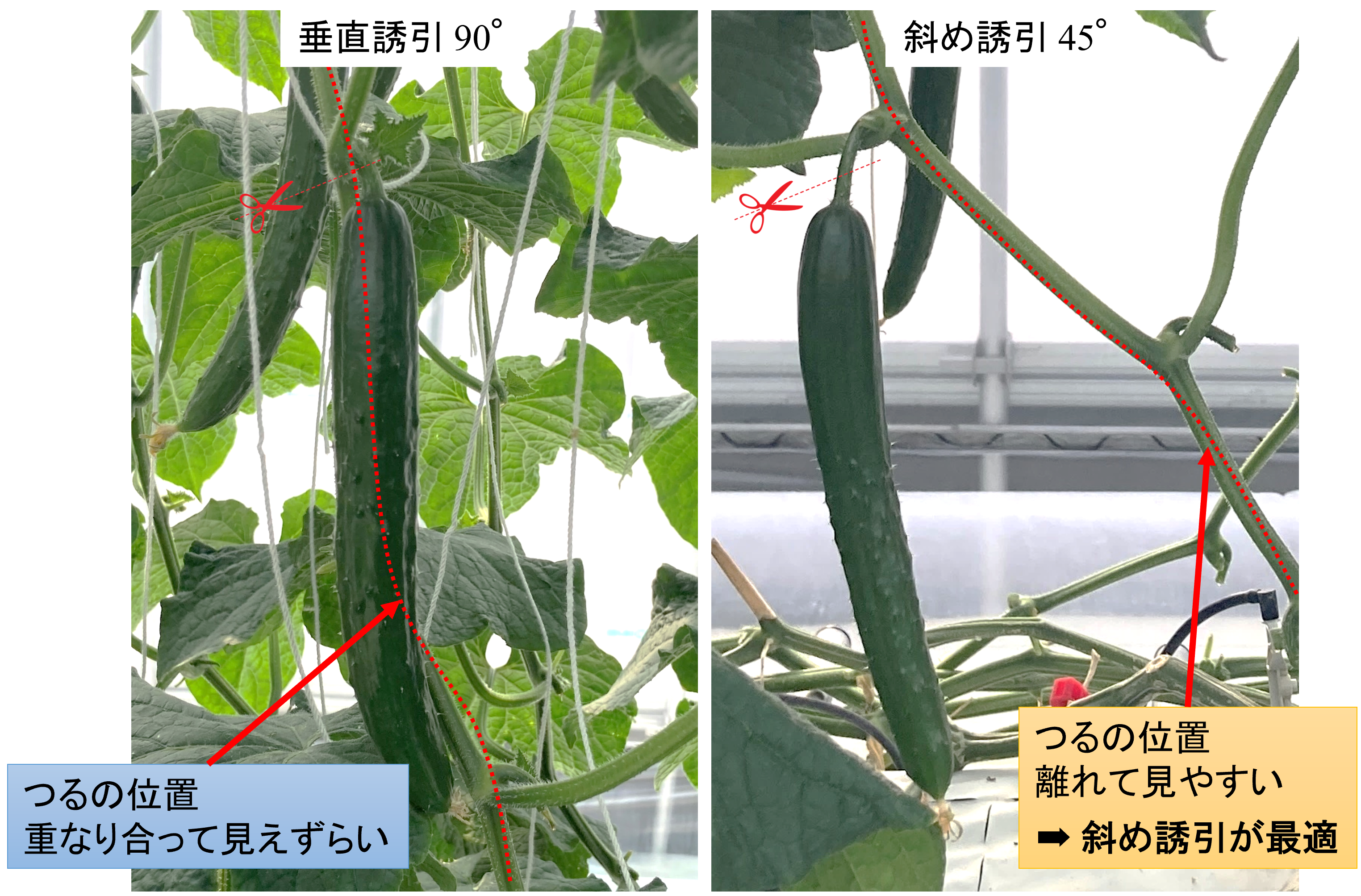 ロボットから見たキュウリの状態