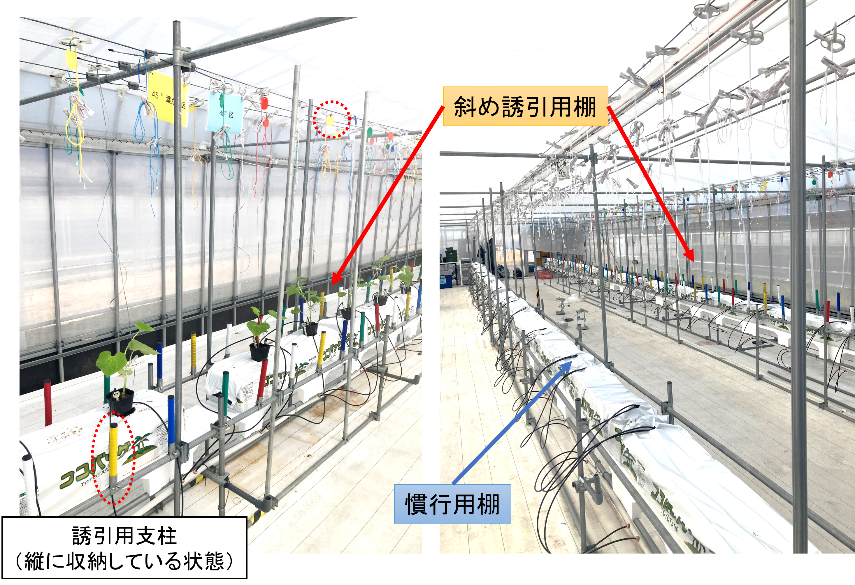 作製(考案)したキュウリの栽培ベンチ