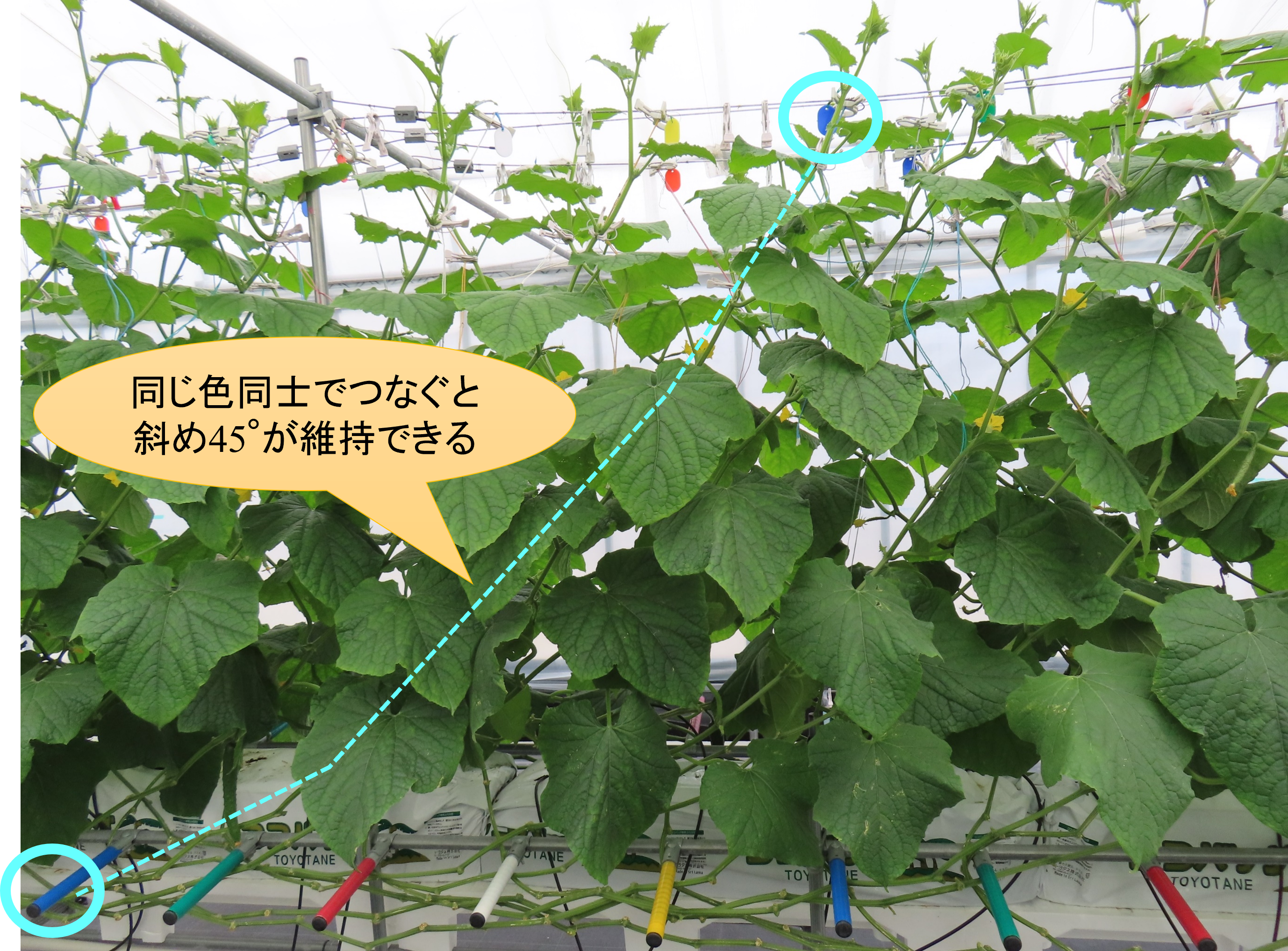 誘引用支柱を使った仕立て方