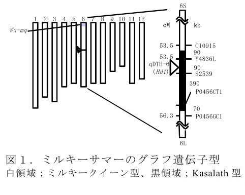 図1.ミルキーサマーのグラフ遺伝子型