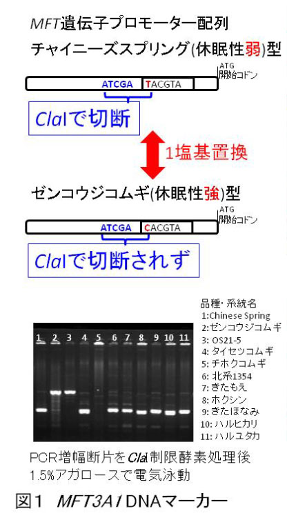 図1 MFT3A1 DNAマーカー