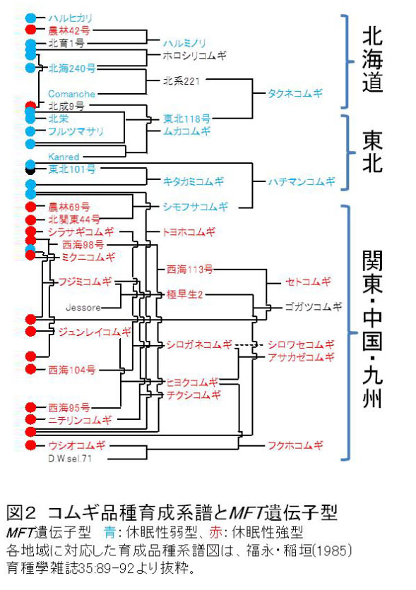 図2 コムギ品種育成系譜とMFT遺伝子型