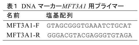 表1 DNAマーカーMFT3A1用プライマー