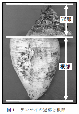 図1.テンサイの冠部と根部