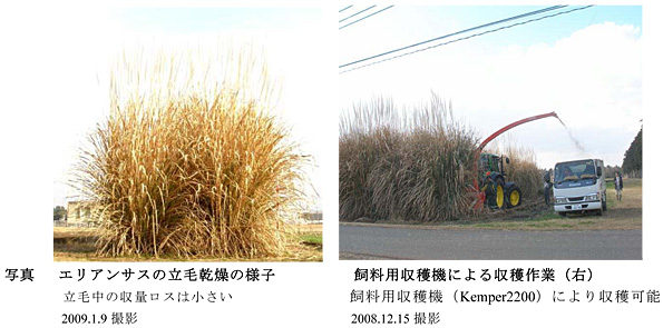 写真エリアンサスの立毛乾燥の様子 飼料用収穫機による収穫作業(右)