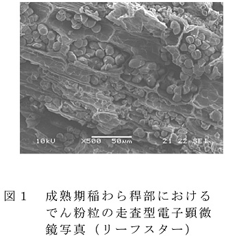 図1 成熟期稲わら稈部におけるでん粉粒の走査型電子顕微鏡写真(リーフスター)