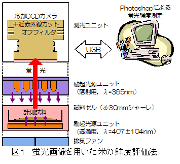 図1 蛍光画像を用いた米の鮮度評価法