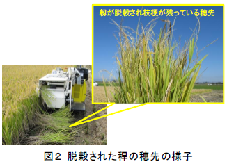 脱穀された稈の穂先の様子