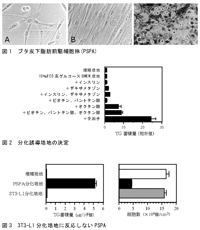 図1 ブタ皮下脂肪前駆細胞株(PSPA) 図2 分化誘導培地の決定 図3 3T3-L1分化培地に反応しないPSPA